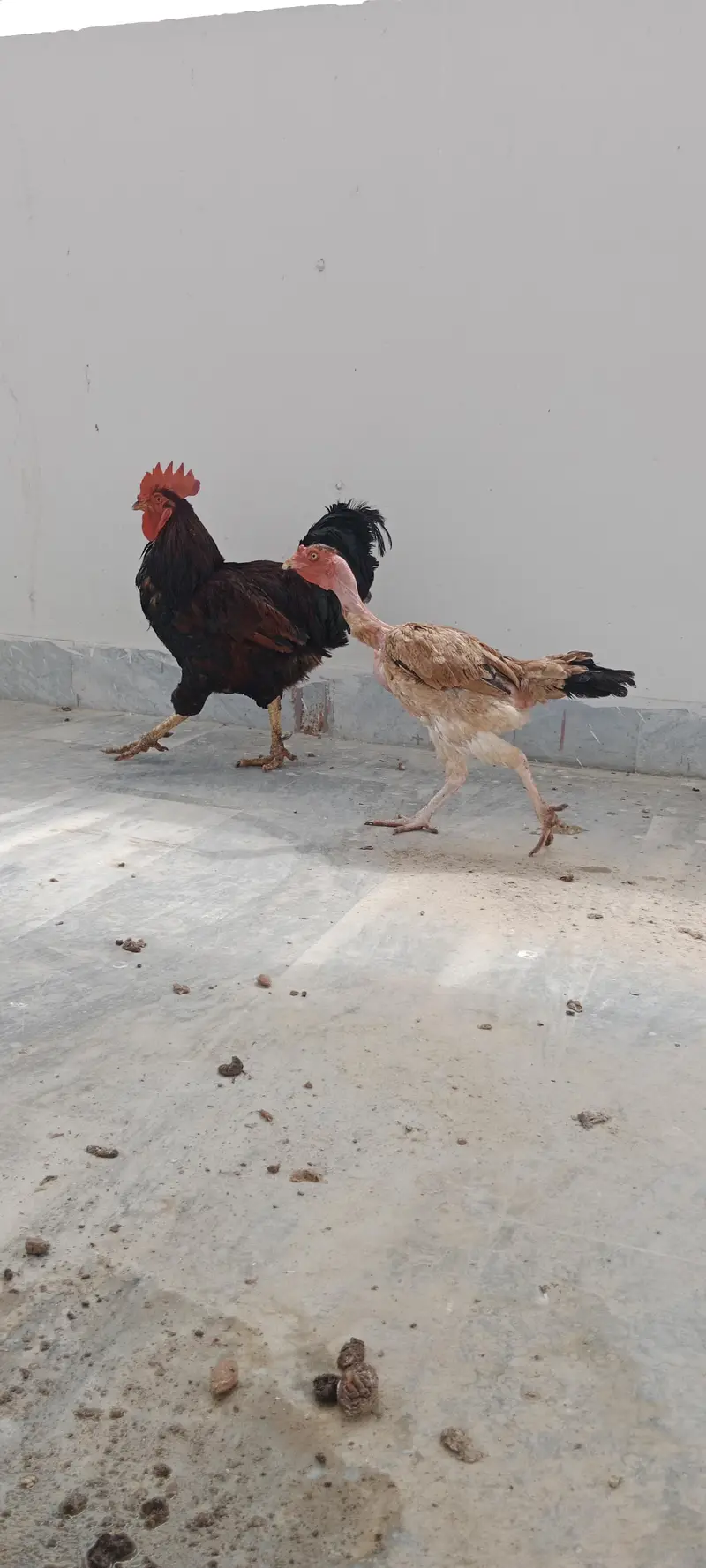 Hens setup — photo 3