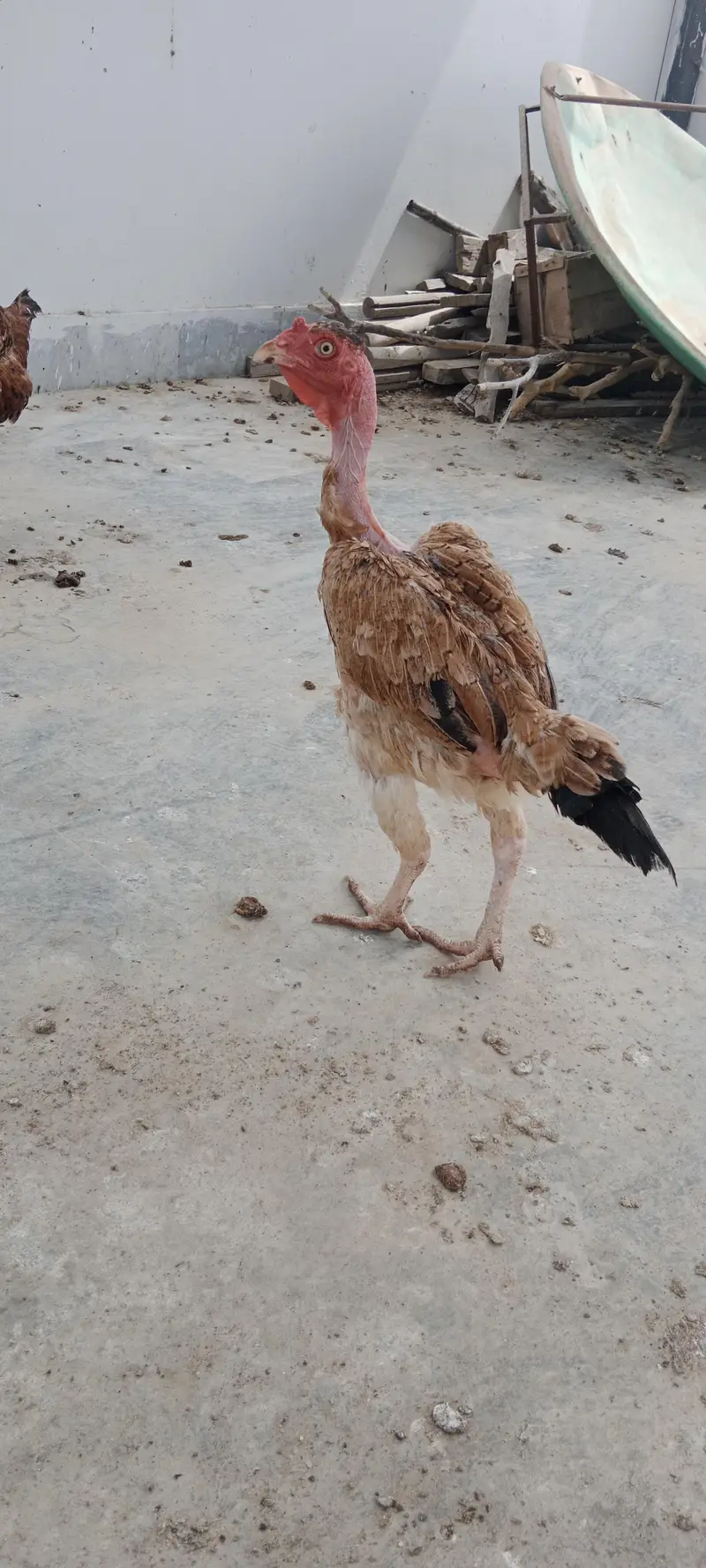Hens setup — photo 4