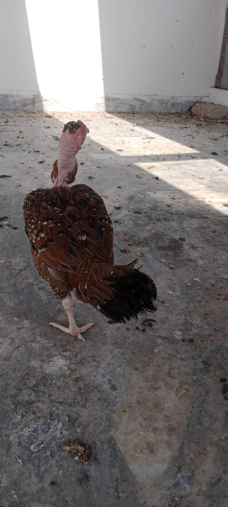 Hens setup 5