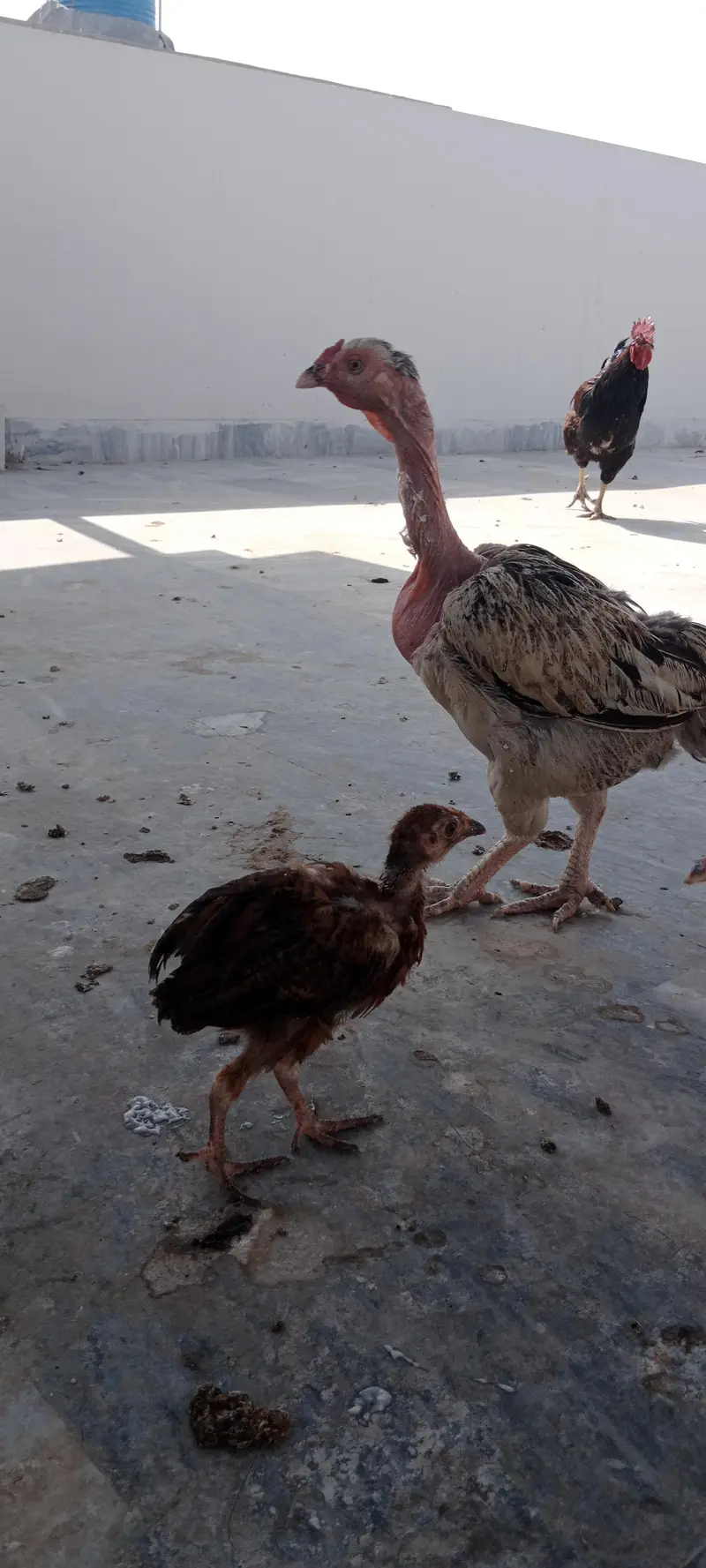 Hens setup — photo 7