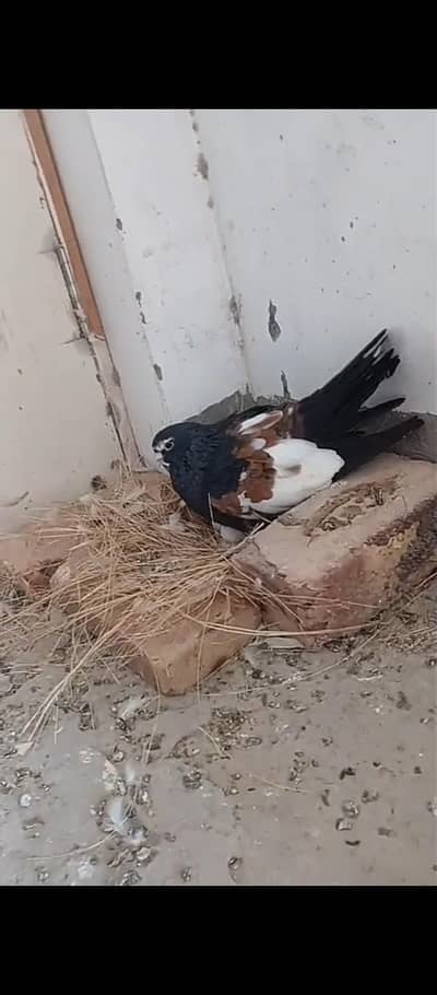 Siyah khal Laal khal breeder pairs available