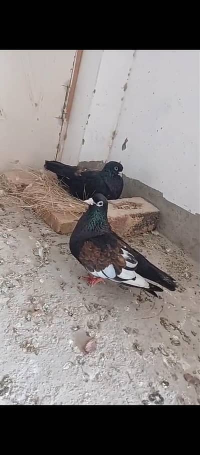 Laal khal breeder male Siyah khal breeder pair available