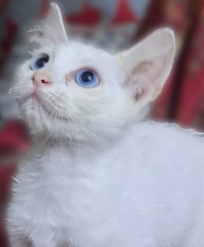 Persian kitten with blue eyes