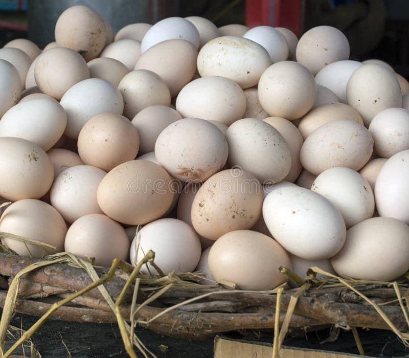 Desi Eggs in kamalia 0