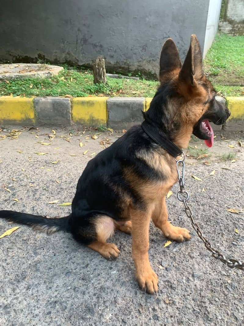 German Shephard, Heavy bone structure, 2