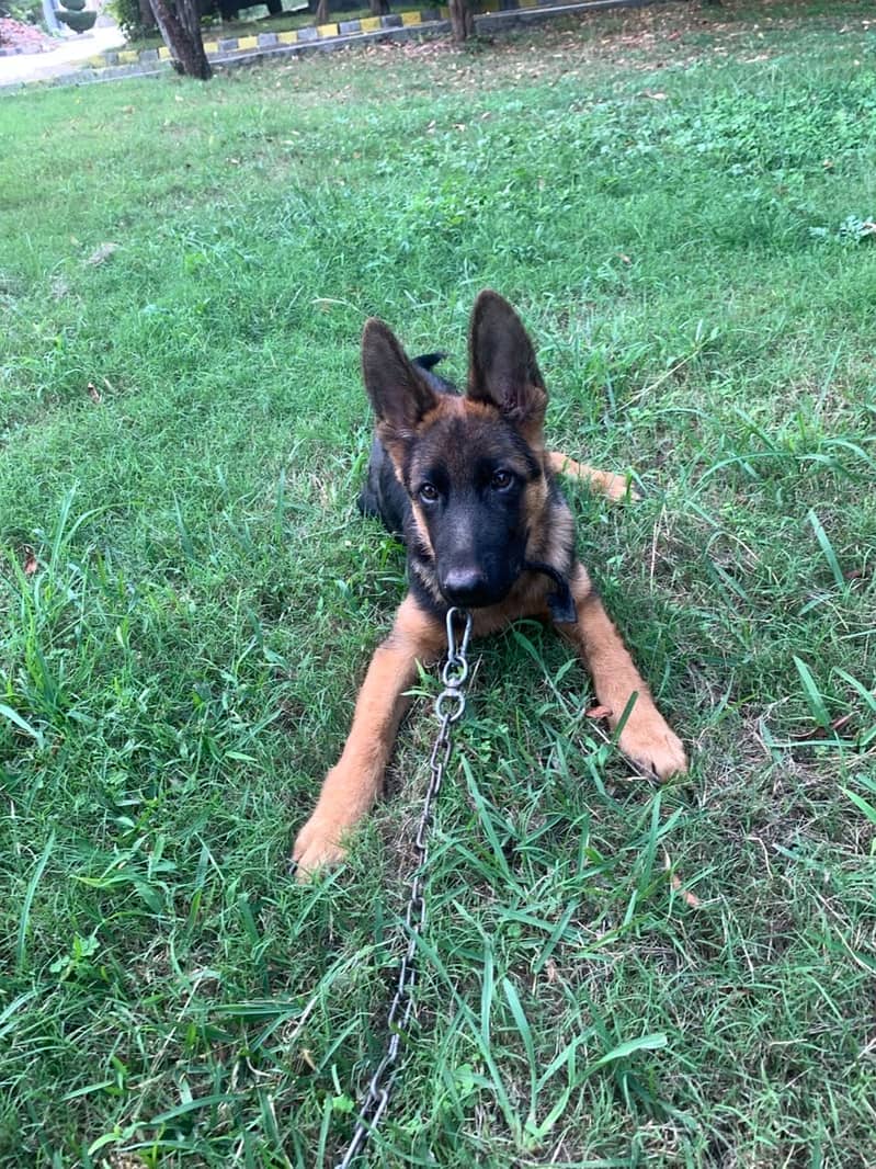German Shephard, Heavy bone structure, 3