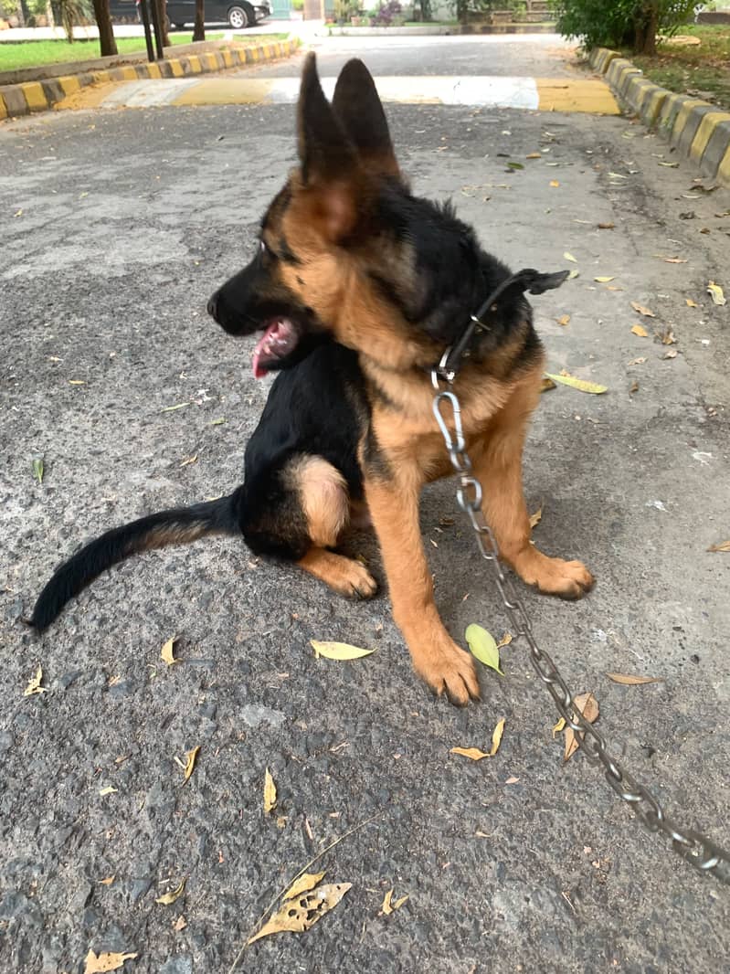 German Shephard, Heavy bone structure, 4