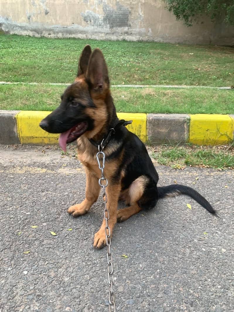 German Shephard, Heavy bone structure, 5