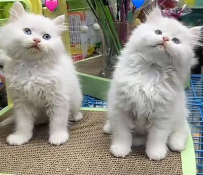Persian kitten triple cot. for sale WhatsApp my 03469014953