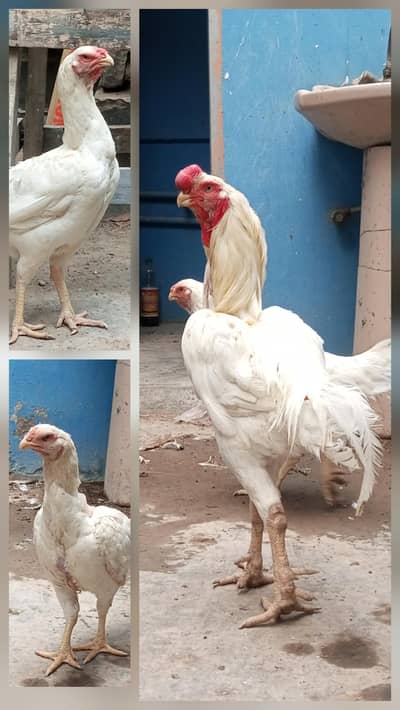 Qandhari Parrot Beak