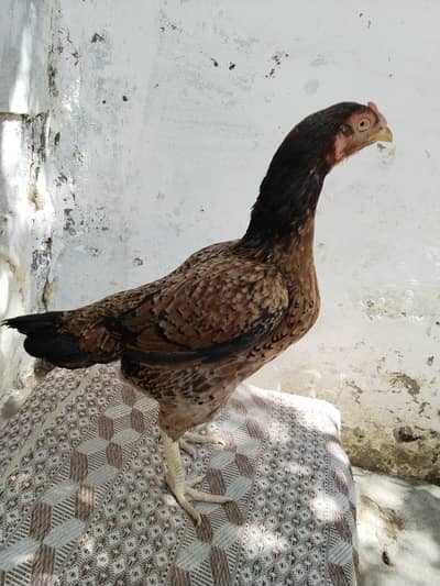 High quality aseel amora madi