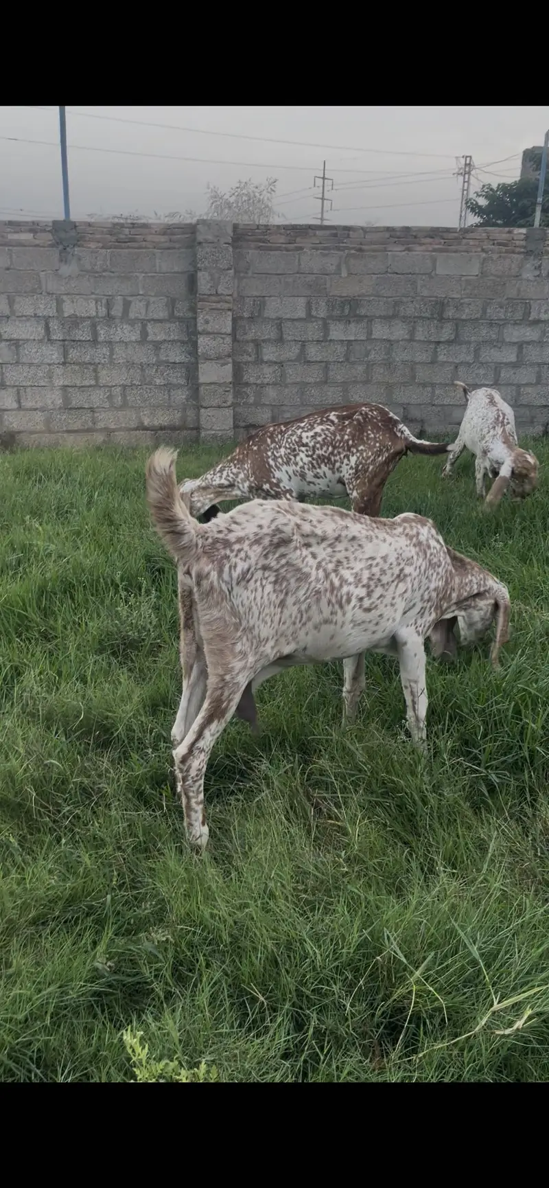 Pure Makhi Cheeni nasal — photo 2