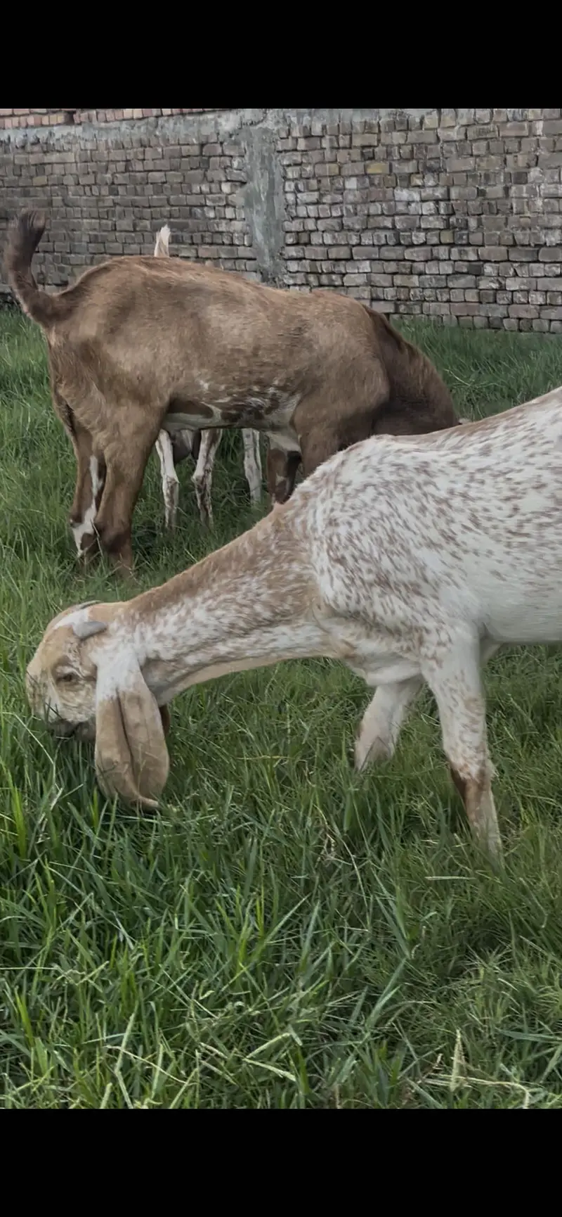 Pure Makhi Cheeni nasal — photo 3