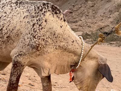 pure cholistani for sale