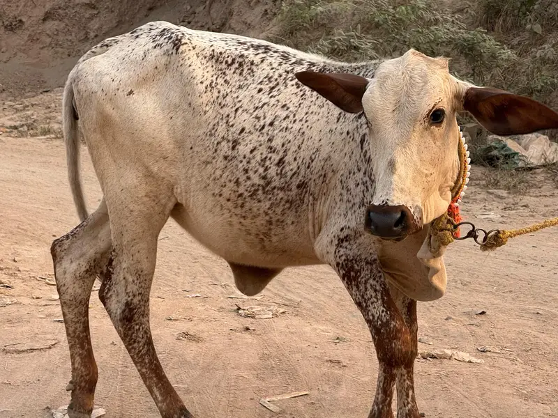 pure cholistani for sale — photo 3