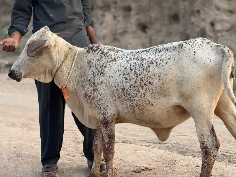 pure cholistani for sale — photo 4
