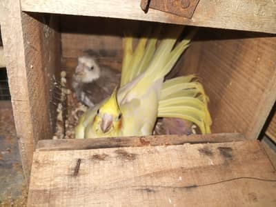 Cocktail Breeder Pair For Sale