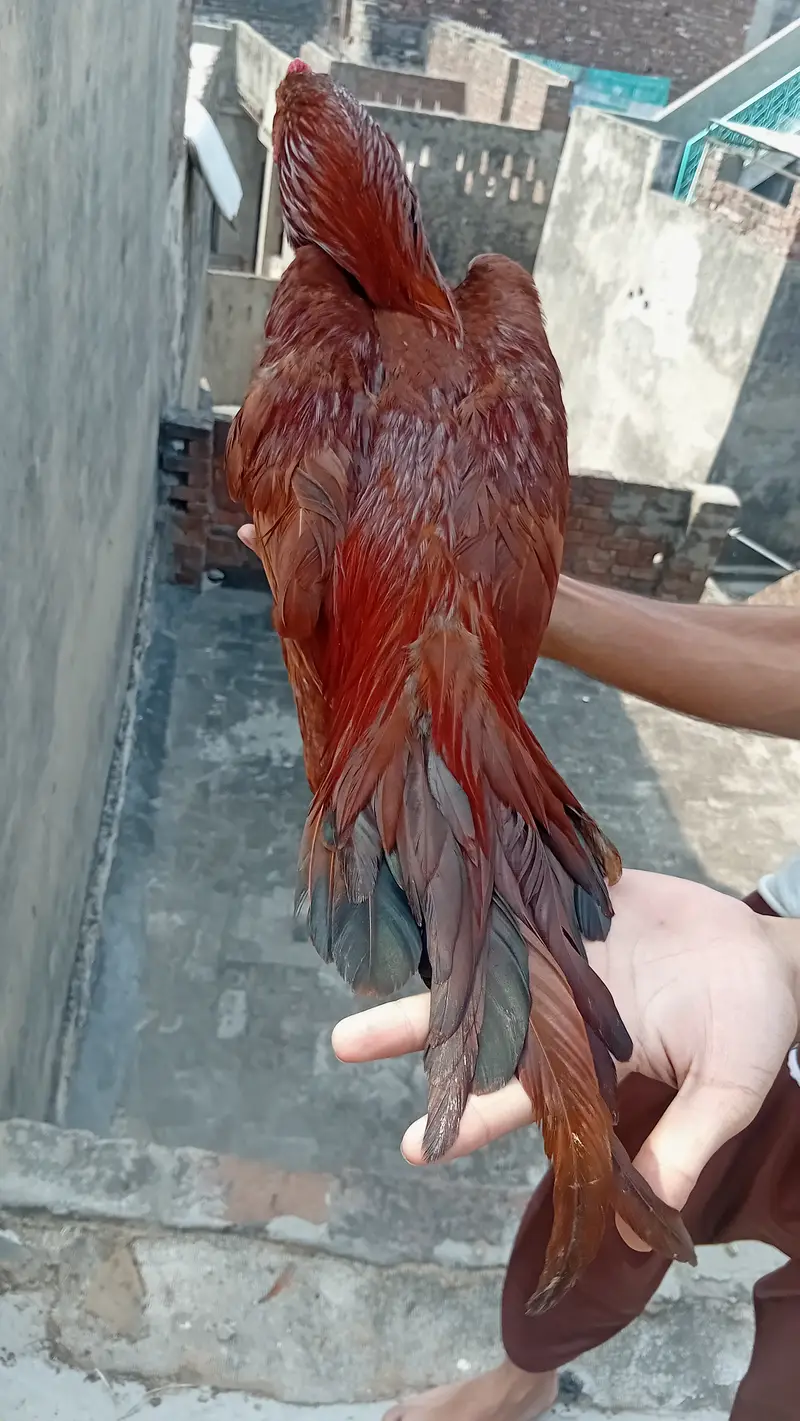 Mianwali  aseel — photo 2