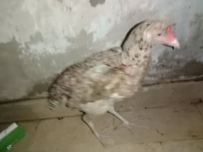 aseel murgi hai Ghar ki Pali hui