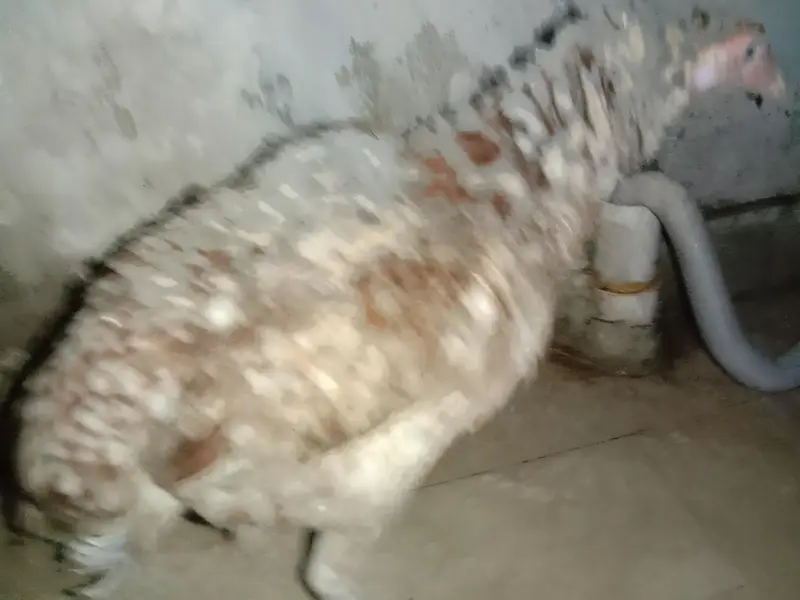 aseel murgi hai Ghar ki Pali hui — photo 2