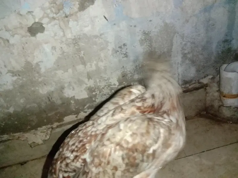 aseel murgi hai Ghar ki Pali hui — photo 3