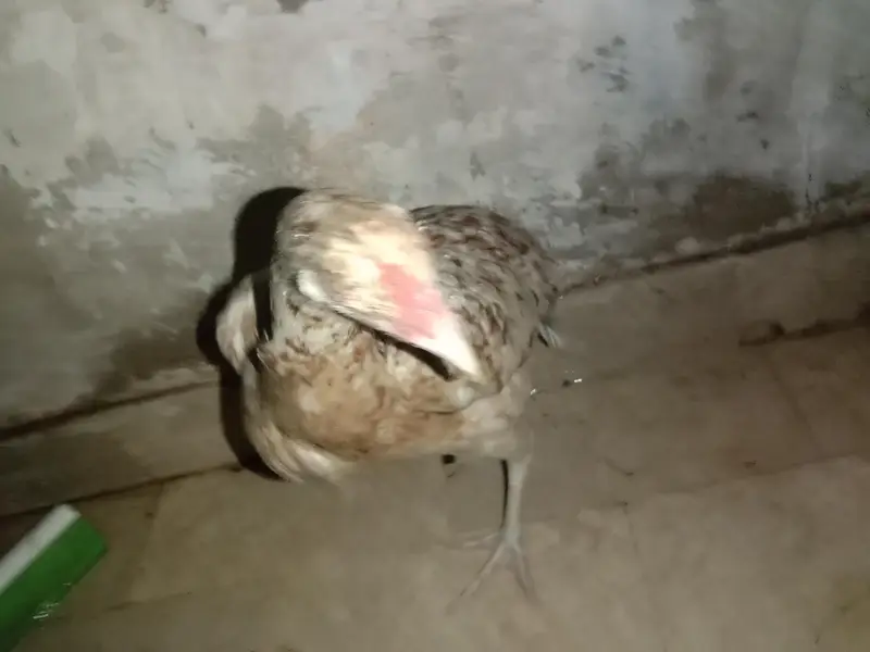 aseel murgi hai Ghar ki Pali hui — photo 4