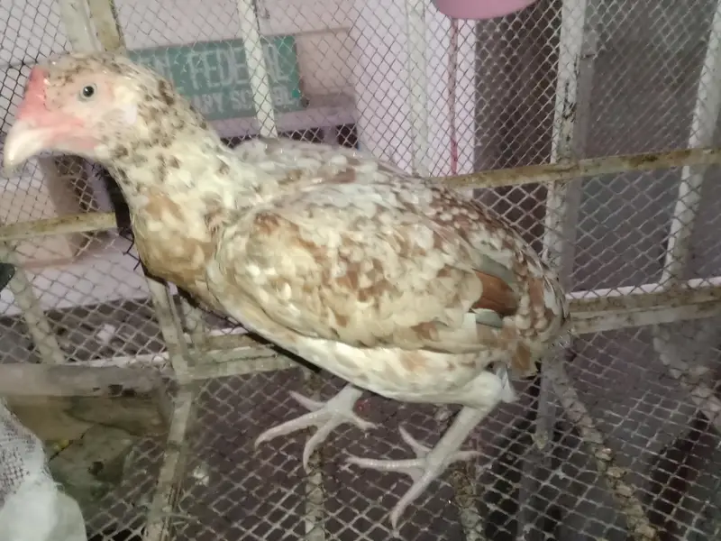 aseel murgi hai Ghar ki Pali hui — photo 5