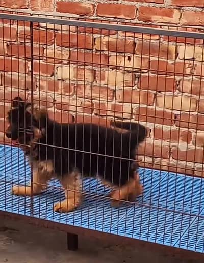 German Shepherd long coat puppies for sale  WhatsApp my 03469014953