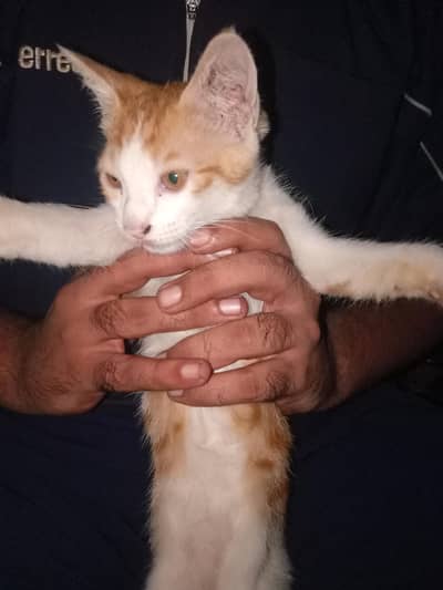 home cat. ?