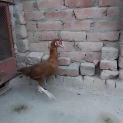 pure aseel
