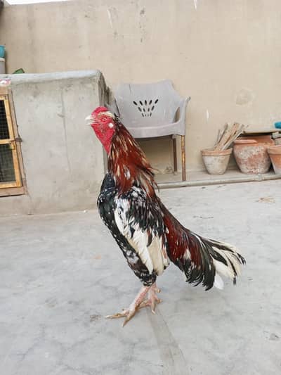 Aseels for sale contact 0/3'2:1/8!9/1*8/9_4-2