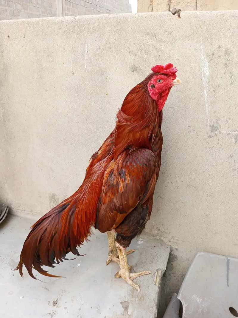 Aseels for sale contact 0/3'2:1/8!9/1*8/9_4-2 — photo 4