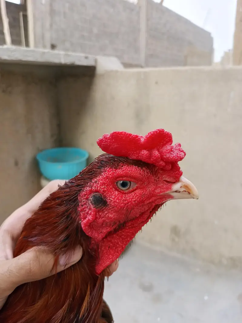 Aseels for sale contact 0/3'2:1/8!9/1*8/9_4-2 — photo 6