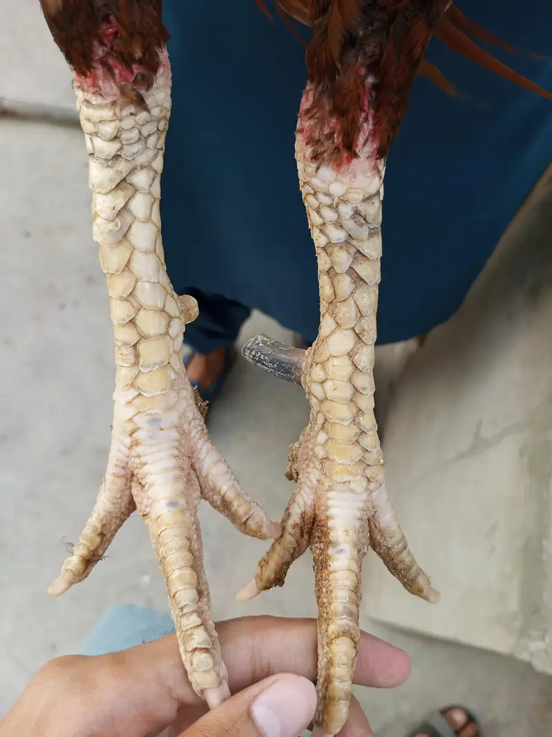 Aseels for sale contact 0/3'2:1/8!9/1*8/9_4-2 — photo 7