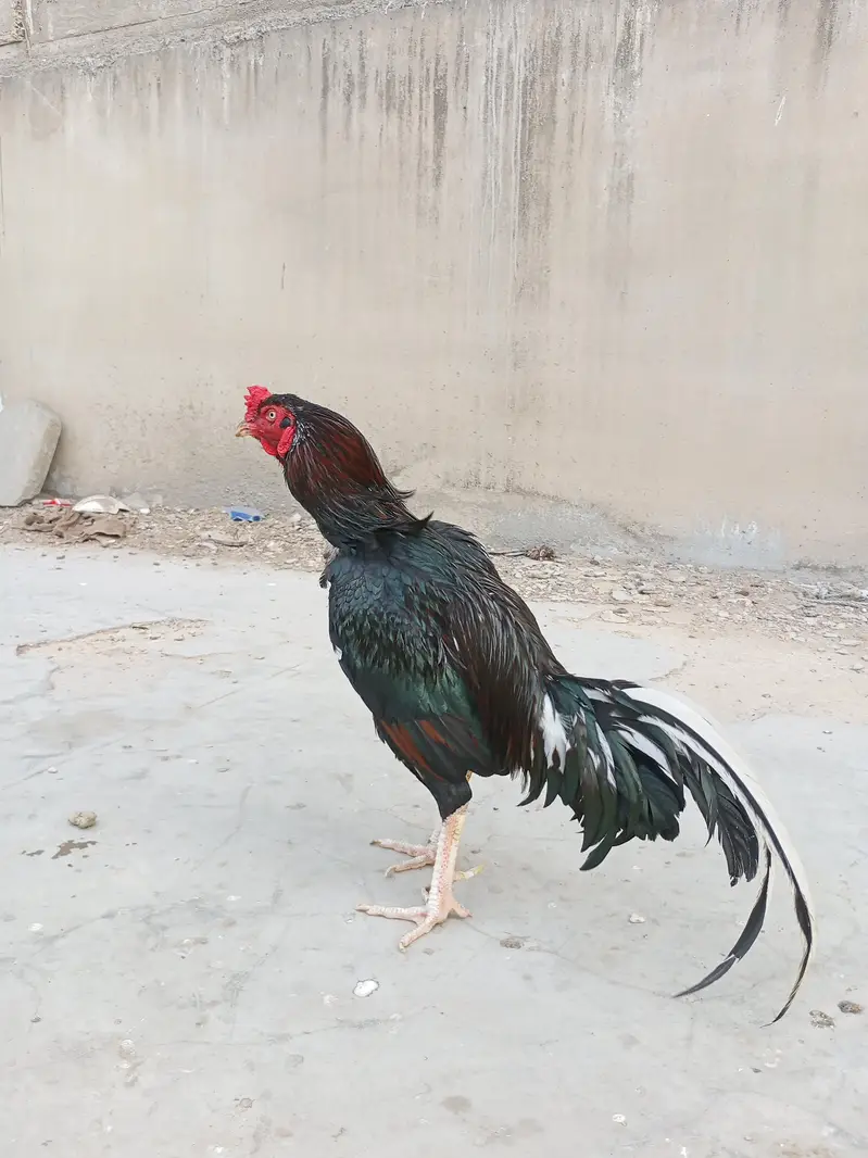Aseels for sale contact 0/3'2:1/8!9/1*8/9_4-2 — photo 8