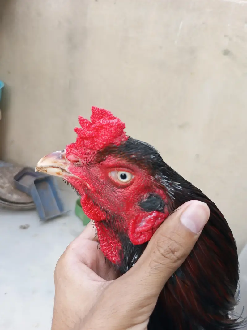 Aseels for sale contact 0/3'2:1/8!9/1*8/9_4-2 — photo 9