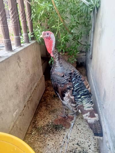 turkey healthy imported