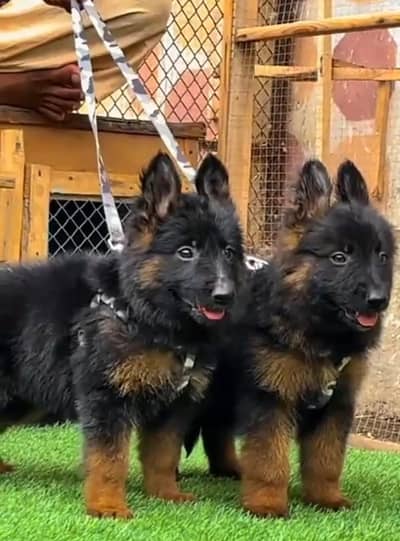 German Shepherd long coat puppies for sale  WhatsApp my 03469014953