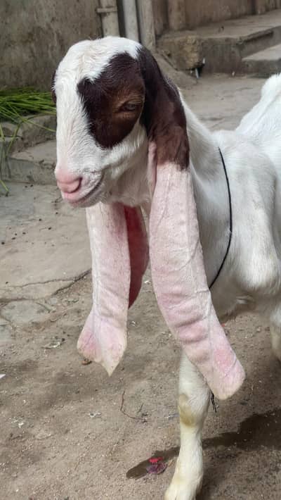 GULABI BAKRA | Male
