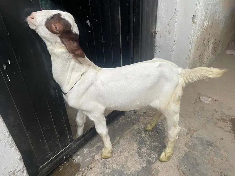 GULABI BAKRA | Male — photo 2