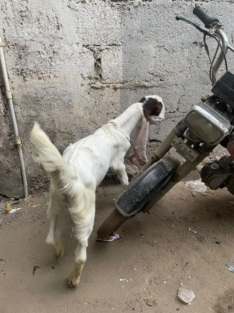 GULABI BAKRA | Male — photo 3