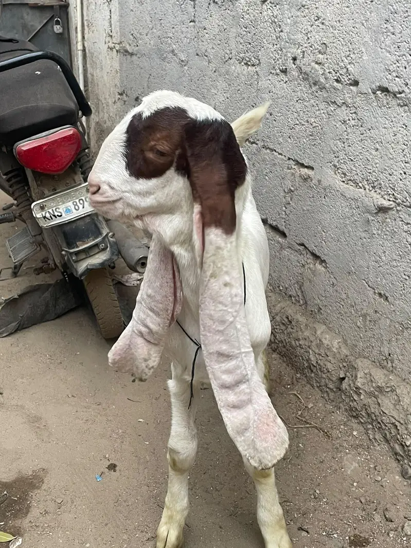 GULABI BAKRA | Male — photo 4
