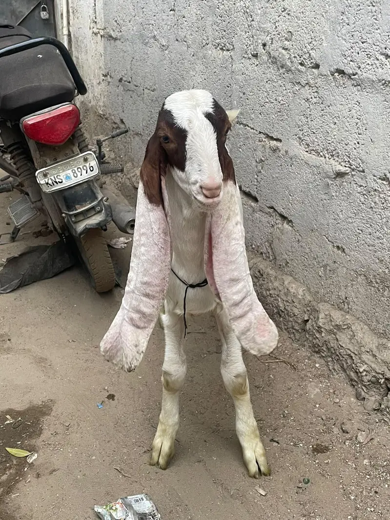 GULABI BAKRA | Male — photo 5