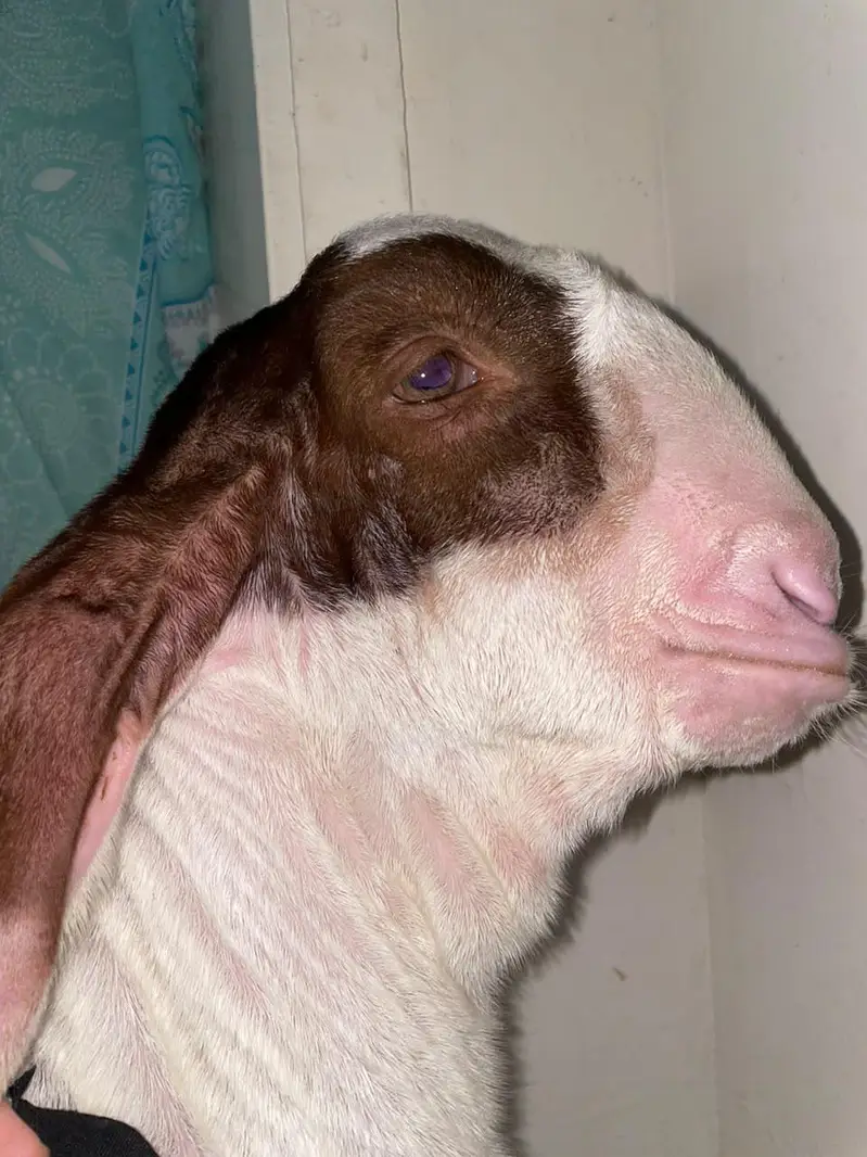 GULABI BAKRA | Male — photo 7