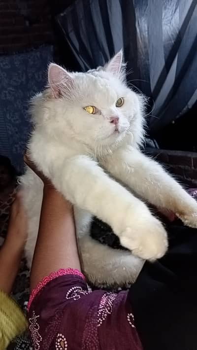i want to sell my cat