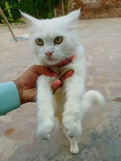 White Persian Female Cat