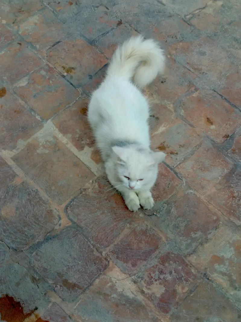 White Persian Female Cat — photo 2