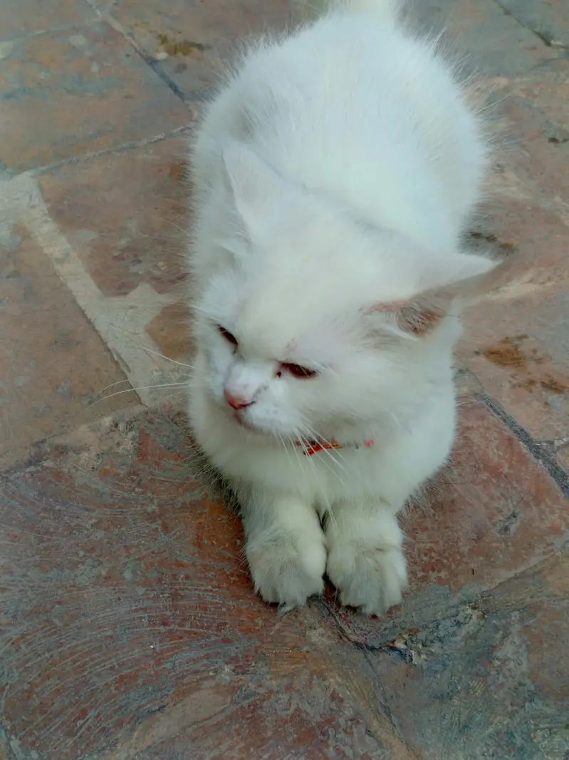 White Persian Female Cat — photo 3