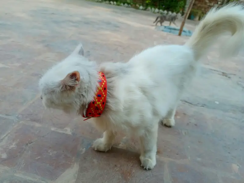 White Persian Female Cat — photo 4
