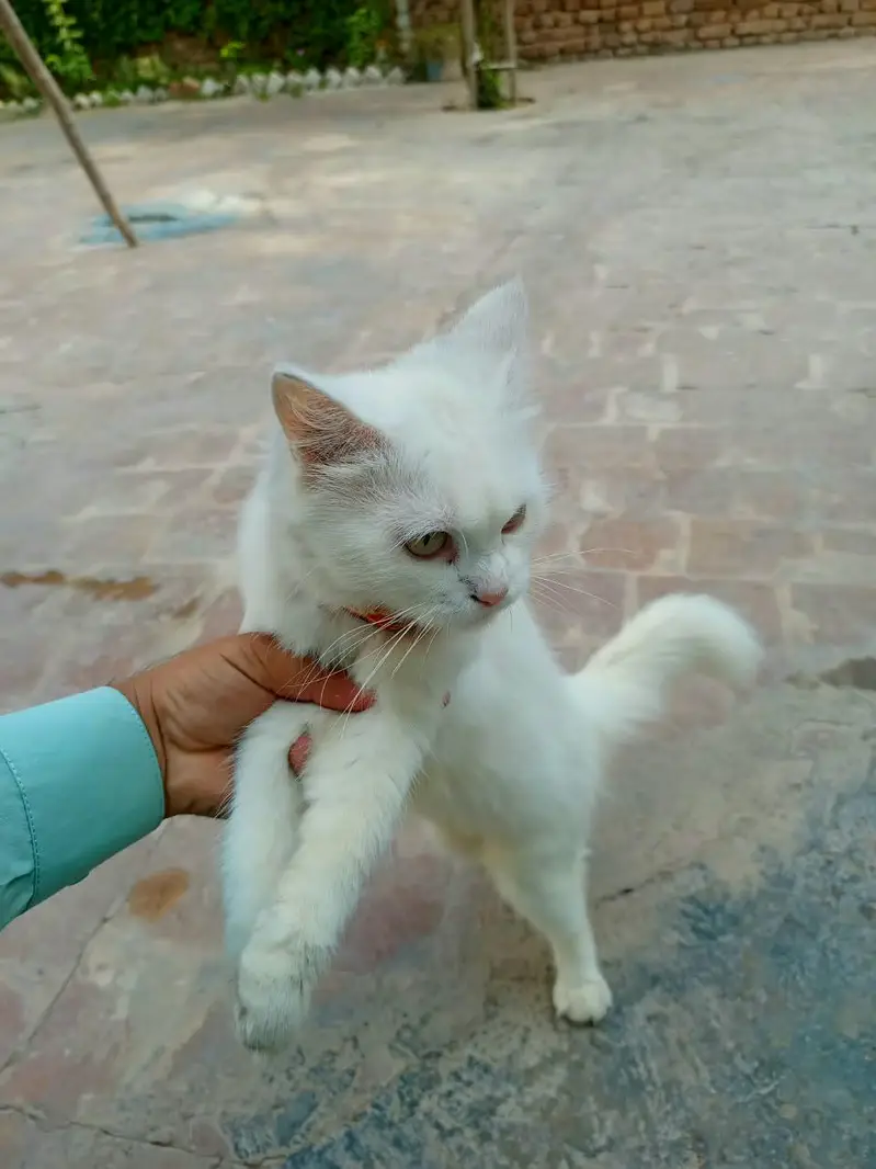 White Persian Female Cat — photo 5
